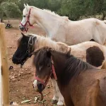 Tenuta Ferraro Vakantieboerderij Gallipoli
