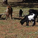 Tenuta Ferraro Vakantieboerderij Gallipoli