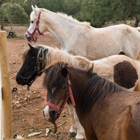 Tenuta Ferraro Vakantieboerderij Gallipoli