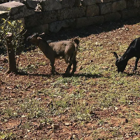 Vakantieboerderij Tenuta Ferraro *