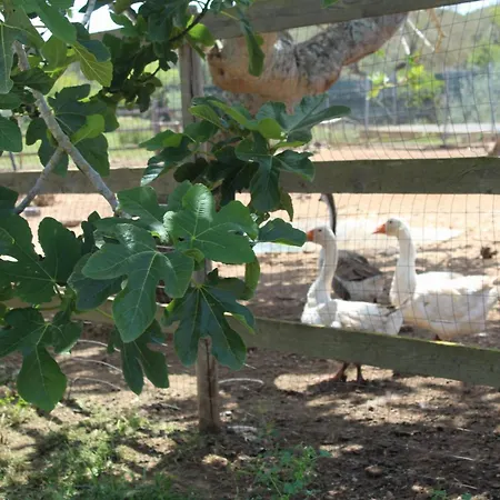 Tenuta Ferraro Farm stay Gallipoli