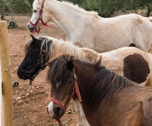 Tenuta Ferraro 팜스테이 갈리폴리