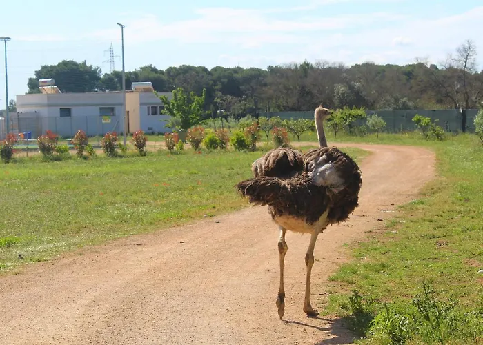 Tenuta Ferraro * 갈리폴리