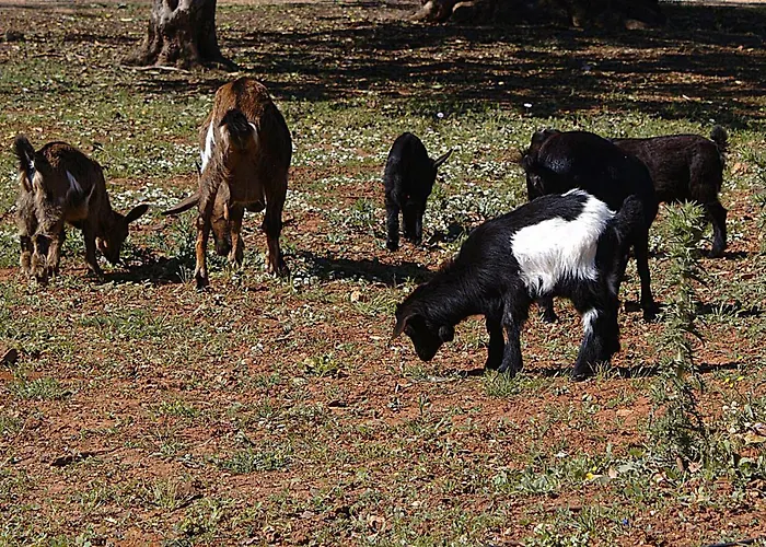 Tenuta Ferraro 팜스테이 갈리폴리