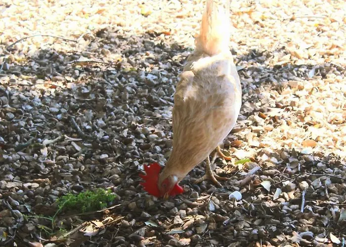 팜스테이 Tenuta Ferraro