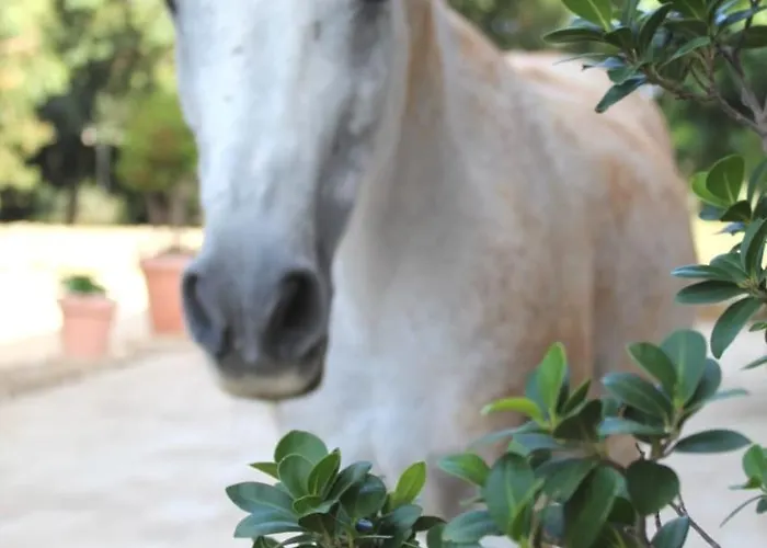 Tenuta Ferraro 팜스테이